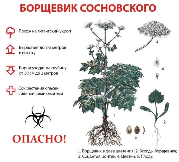 Виды ядовитых растений