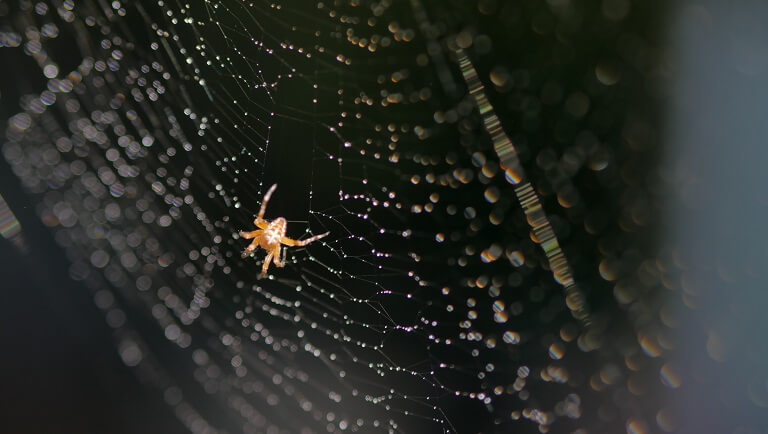 как паук плетет паутину